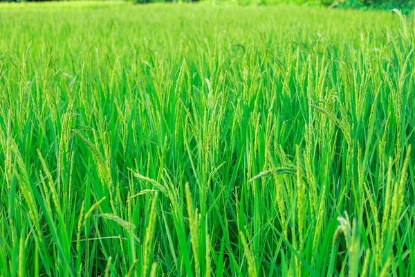 Beautiful View Green Young Paddy Rice Fields Rice Fields Farmland — Stock Photo, Image