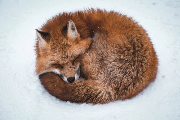 Egy Vörös Róka Közelsége Alszik Hóban — Stock Fotó