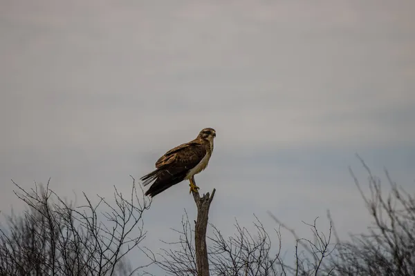 Falcão Swainson Buteo Swainsoni Ramo Dia Sombrio — Fotografia de Stock