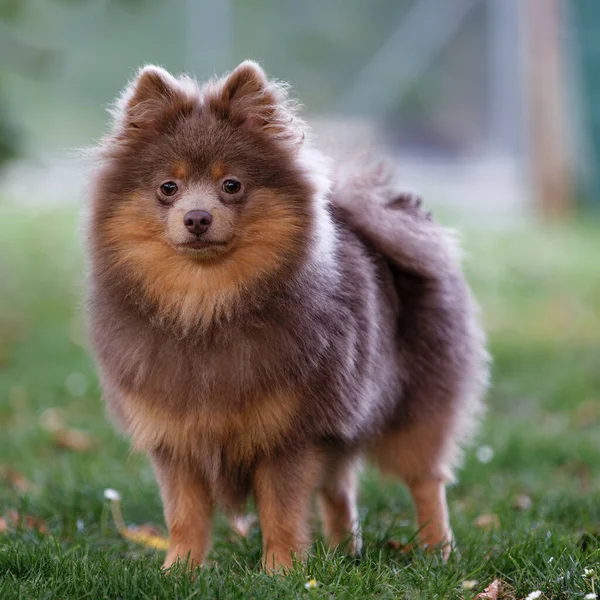 Selektiv Pommersk Hund Trädgård — Stockfoto