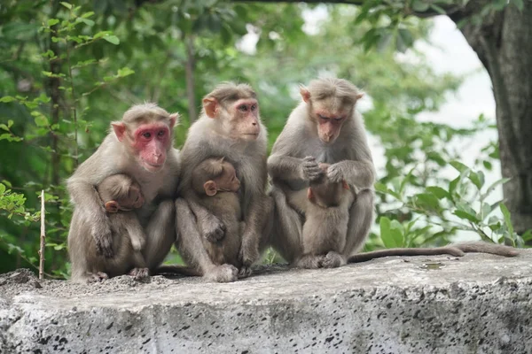 マカクザルはザティとも呼ばれ インド南部特有のマカクザルの一種である — ストック写真