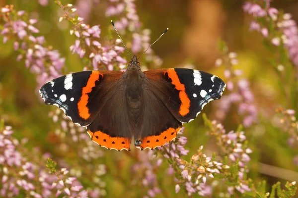 Селективный Снимок Бабочки Ванессы Аталанты Цветке — стоковое фото