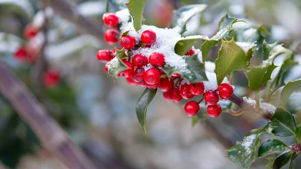 Closeup Holly Branch Berries Green Leaves Covered Snow — Stock Photo, Image