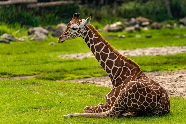 Bulanık Bir Arka Planda Hayvanat Bahçesindeki Zürafanın Manzarası — Stok fotoğraf