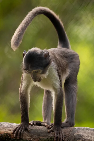 Plano Vertical Mangabey Holgado Sobre Fondo Borroso —  Fotos de Stock