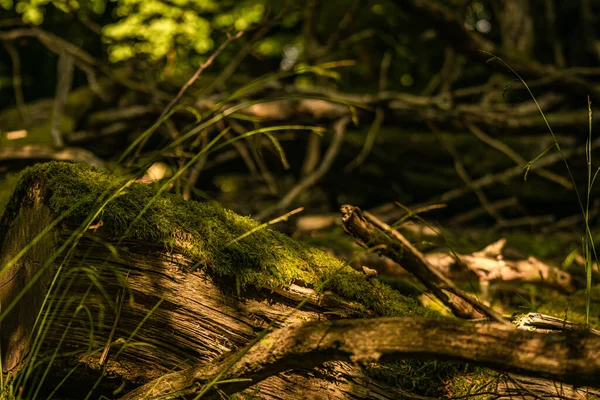 Floresta Natural Vegetação Coberta Com Musgo Caído Podre Árvore Velha — Fotografia de Stock