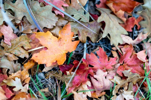 Close Folhas Coloridas Outono Chão — Fotografia de Stock