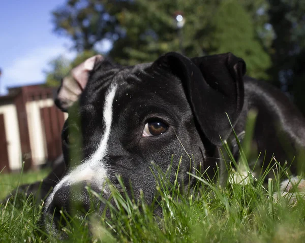 Bir Köpek Yavrusunun Fotoğrafı American Staffordshire — Stok fotoğraf