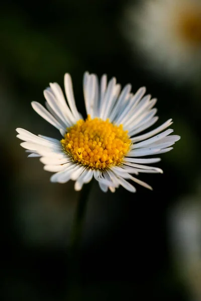 フィールドで成長する白いカモミールの花の選択的な焦点 — ストック写真