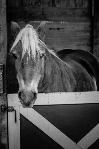 グレースケールで安定した愛らしい馬の垂直クローズアップショット — ストック写真