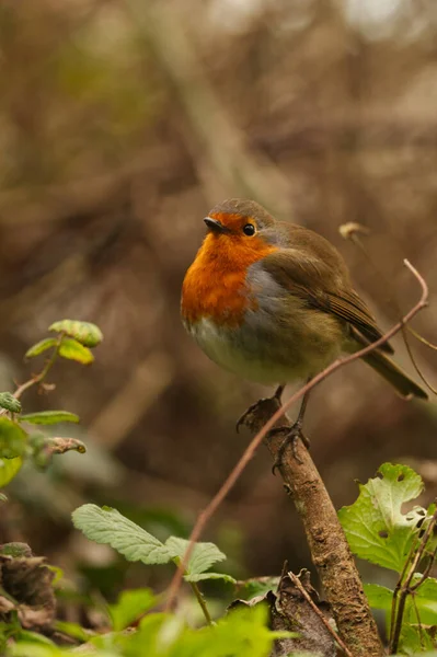 Disparo Vertical Pájaro Robin Europeo Posado Una Rama —  Fotos de Stock