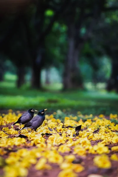 在黄色的叶子中垂直地拍打着一只黑鸟 — 图库照片