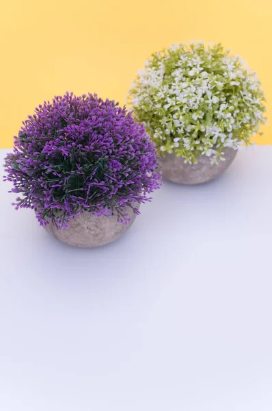 Virágzó Növény Egy Terrakotta Vázában Fehér Orgonavirág Fehér Sárga Háttér — Stock Fotó