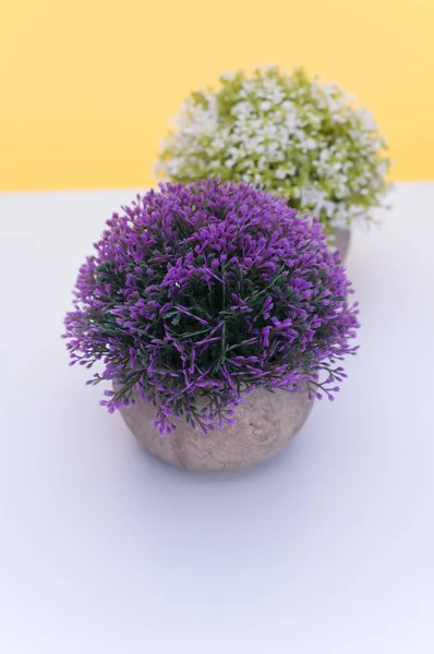Virágzó Növény Egy Terrakotta Vázában Fehér Orgonavirág Fehér Sárga Háttér — Stock Fotó