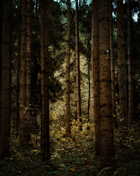 Tiro Vertical Árvores Altas Com Troncos Finos Uma Floresta — Fotografia de Stock