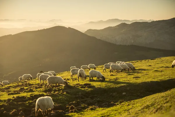 Koyunlar Gün Batımında Kırsalda Otluyor — Stok fotoğraf