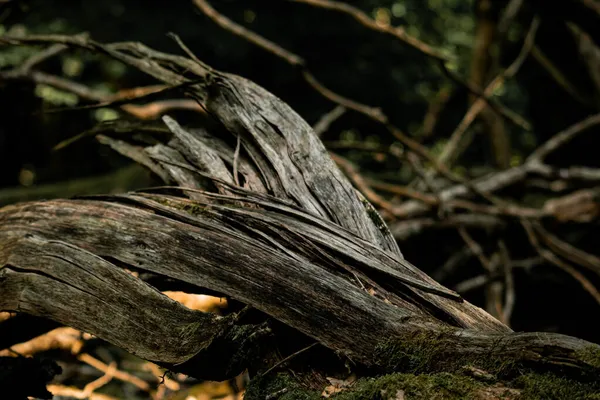 Primo Piano Dettagli Albero Nella Foresta — Foto Stock
