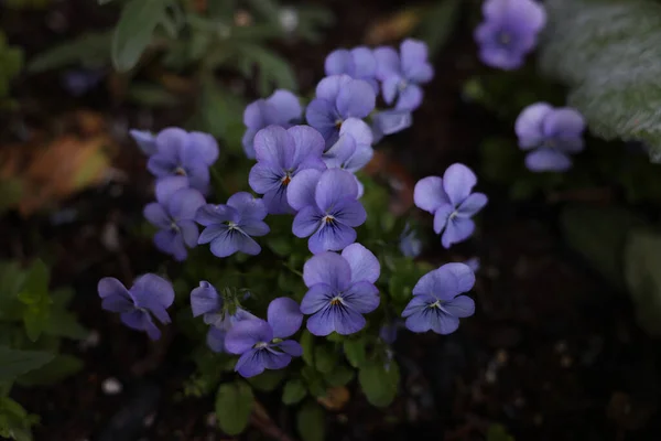 Ein Selektiver Schwerpunkt Der Lila Hundviolett Blume Die Garten Wächst — Stockfoto