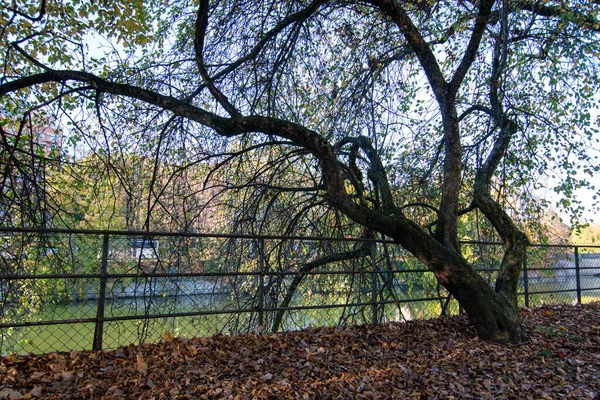 Een Prachtig Shot Van Bomen Met Hangende Bladeren Een Park — Stockfoto