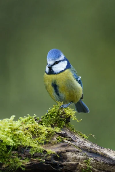 Ild Blue Tit Bird Cyanistes Caeruleus Perched Tree Branch — 스톡 사진