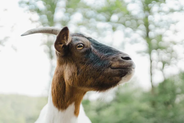 Eine Nahaufnahme Des Kopfes Einer Ziege Auf Einem Bauernhof — Stockfoto