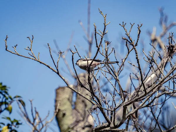 Low Angle Shot Long Tailed Bush Tit Perched Bare Tree — Stok fotoğraf