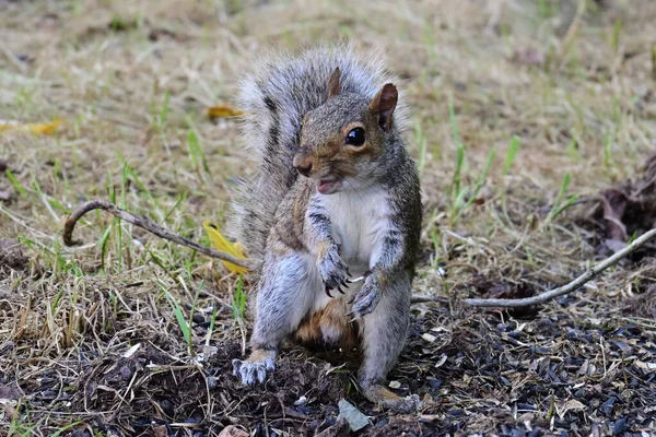 Nahaufnahme Eines Niedlichen Eichhörnchens Einem Park — Stockfoto