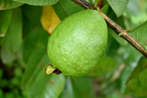Ένα Ώριμο Πράσινο Φρούτο Γκουάβα Φύλλα Ένα Κλαδί — Φωτογραφία Αρχείου