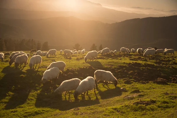 Ovejas Pastando Campo —  Fotos de Stock