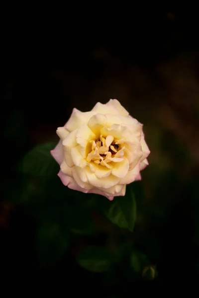 Foco Superficial Una Sola Rosa Blanca Naturaleza —  Fotos de Stock