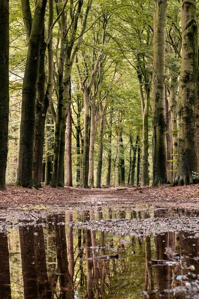 Orman Yolundaki Birikintisine Yakın Çekim — Stok fotoğraf