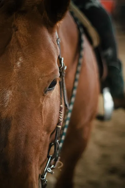 Vertikální Detailní Záběr Rozkošného Koně Stáji — Stock fotografie