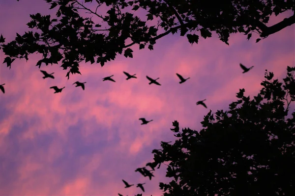 보라색 하늘을 배경으로 나무가 떼지어 실루엣 — 스톡 사진