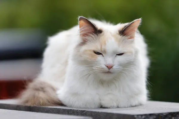 Bahçedeki Sevimli Bir Kedi Seçici — Stok fotoğraf