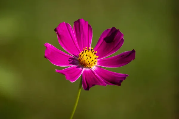 Primer Plano Una Flor Del Cosmos Sobre Fondo Verde Oscuro —  Fotos de Stock