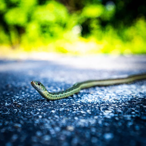 一只绿蛇的特写镜头 — 图库照片