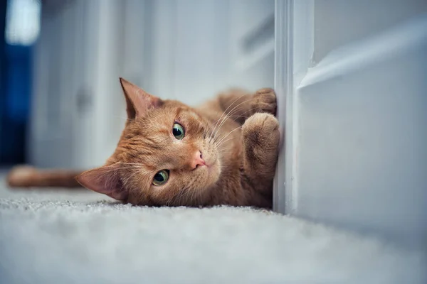 Μια Κοντινή Φωτογραφία Μιας Χαριτωμένης Πορτοκαλί Γάτας Ξαπλωμένης Στο Πάτωμα — Φωτογραφία Αρχείου