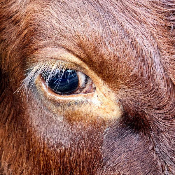 Primer Plano Ojo Una Vaca Marrón —  Fotos de Stock