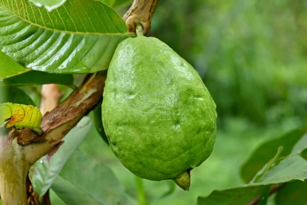 Ένα Ώριμο Πράσινο Φρούτο Γκουάβα Φύλλα Ένα Κλαδί — Φωτογραφία Αρχείου