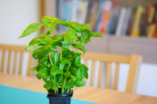 Closeup Shot Green Fresh Basil Plant Plastic Pot Table — Stock Photo, Image