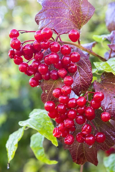 Tiro Vertical Vermelho Highbush Cranberry Com Belas Folhas Verdes Roxas — Fotografia de Stock