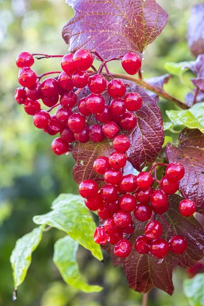 Eine Vertikale Aufnahme Einer Roten Highbush Preiselbeere Mit Schönen Grünen — Stockfoto