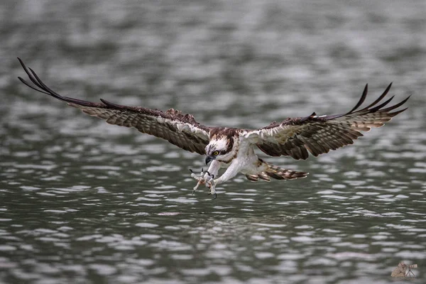 Una Hermosa Toma Águila Pescadora Movimiento Durante Día — Foto de Stock