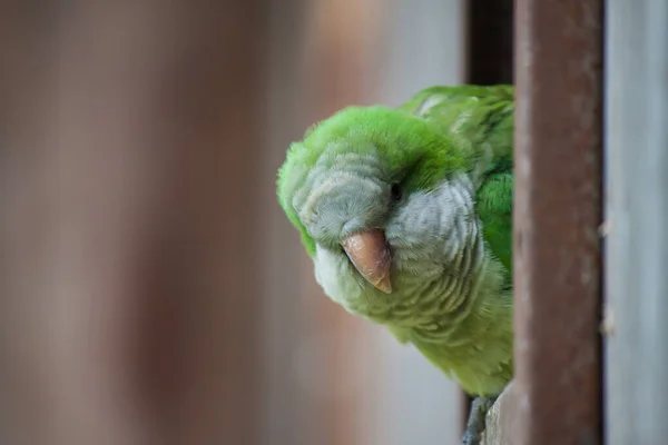 Een Dichtbij Shot Van Een Groene Papegaai — Stockfoto