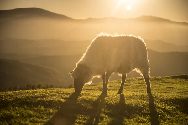 Bask Dağlarında Otlayan Koyunlar — Stok fotoğraf