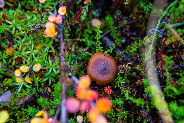 Egy Közeli Felvétel Gombáról Erdőben — Stock Fotó