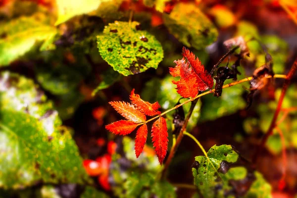 Herbstlaub Warmen Farben Indien — Stockfoto