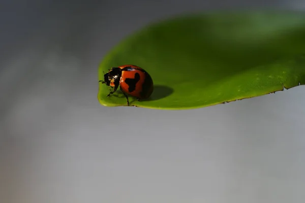 Una Coccinella Rossa Una Punta Una Foglia Verde — Foto Stock