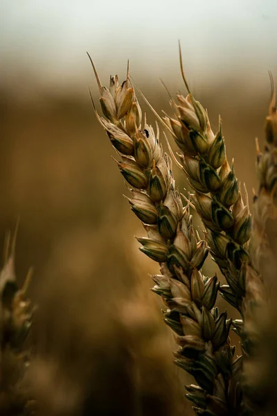 Vertikální Detailní Záběr Pšenice Poli — Stock fotografie