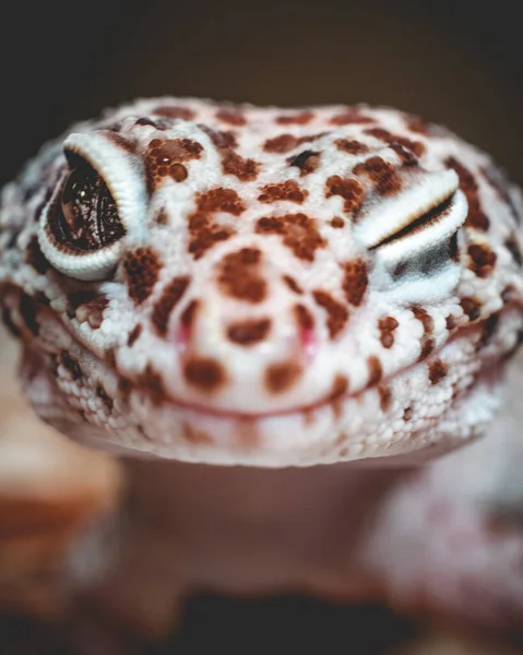 Disparo Vertical Una Cabeza Una Serpiente Sobre Fondo Borroso —  Fotos de Stock